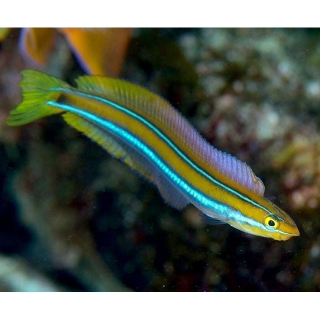 Ikan Hias Air Laut Dokter Neon (Bluestriped Fang Blenny)