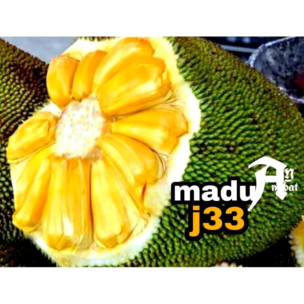 bibit tanaman indukan nangka J33 & nangka merah tinggi 2 meter pengiriman packing kayu