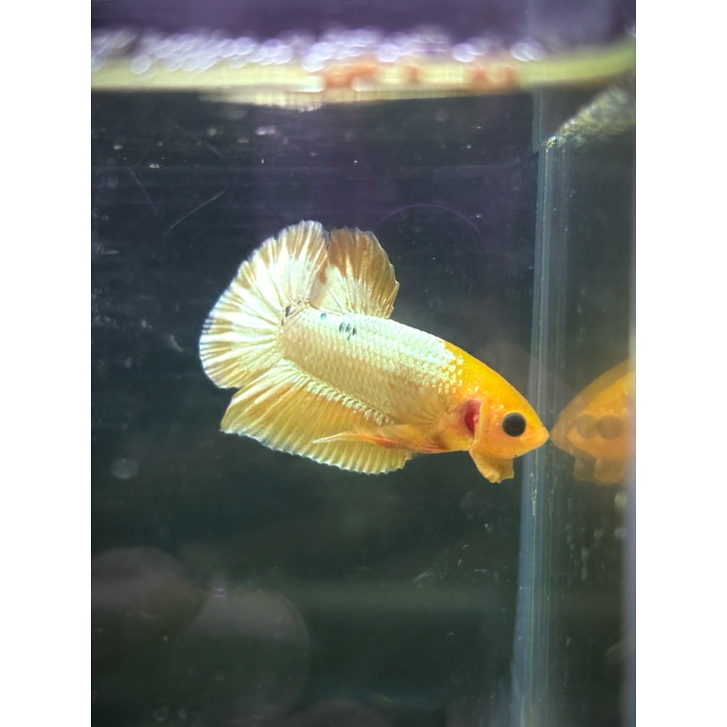 Cupang plakat yellow Fccp real pict