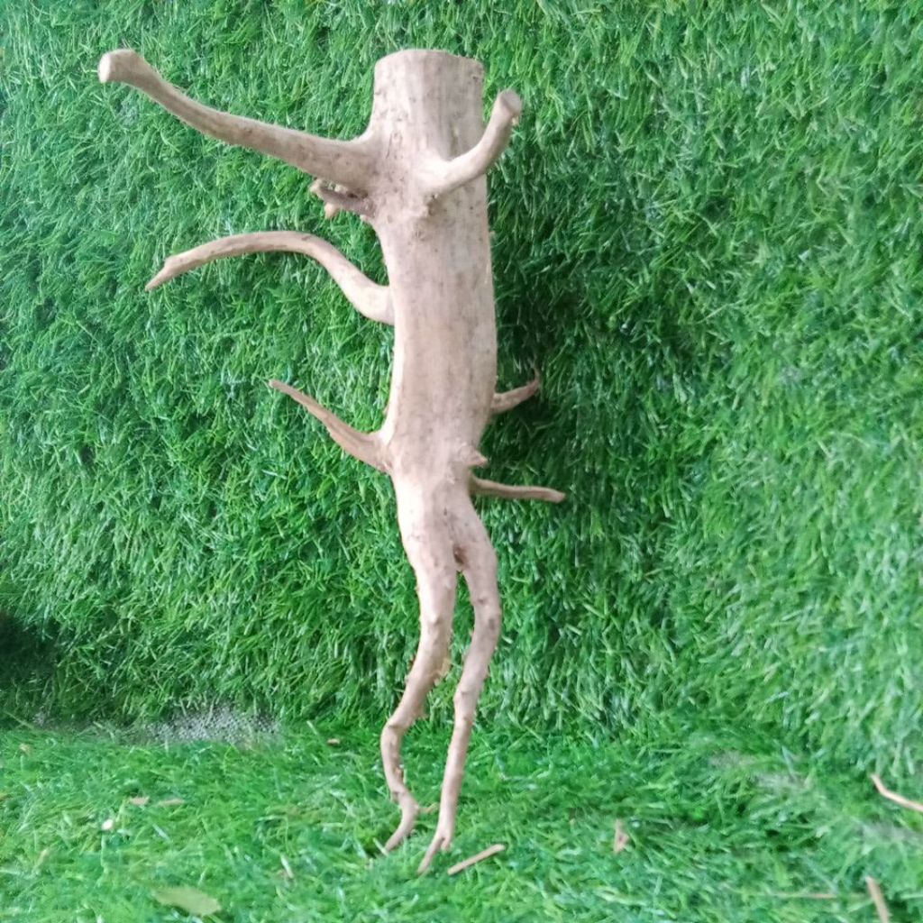 akar bonggol aquascape kayu kopi dekorasi akuarium