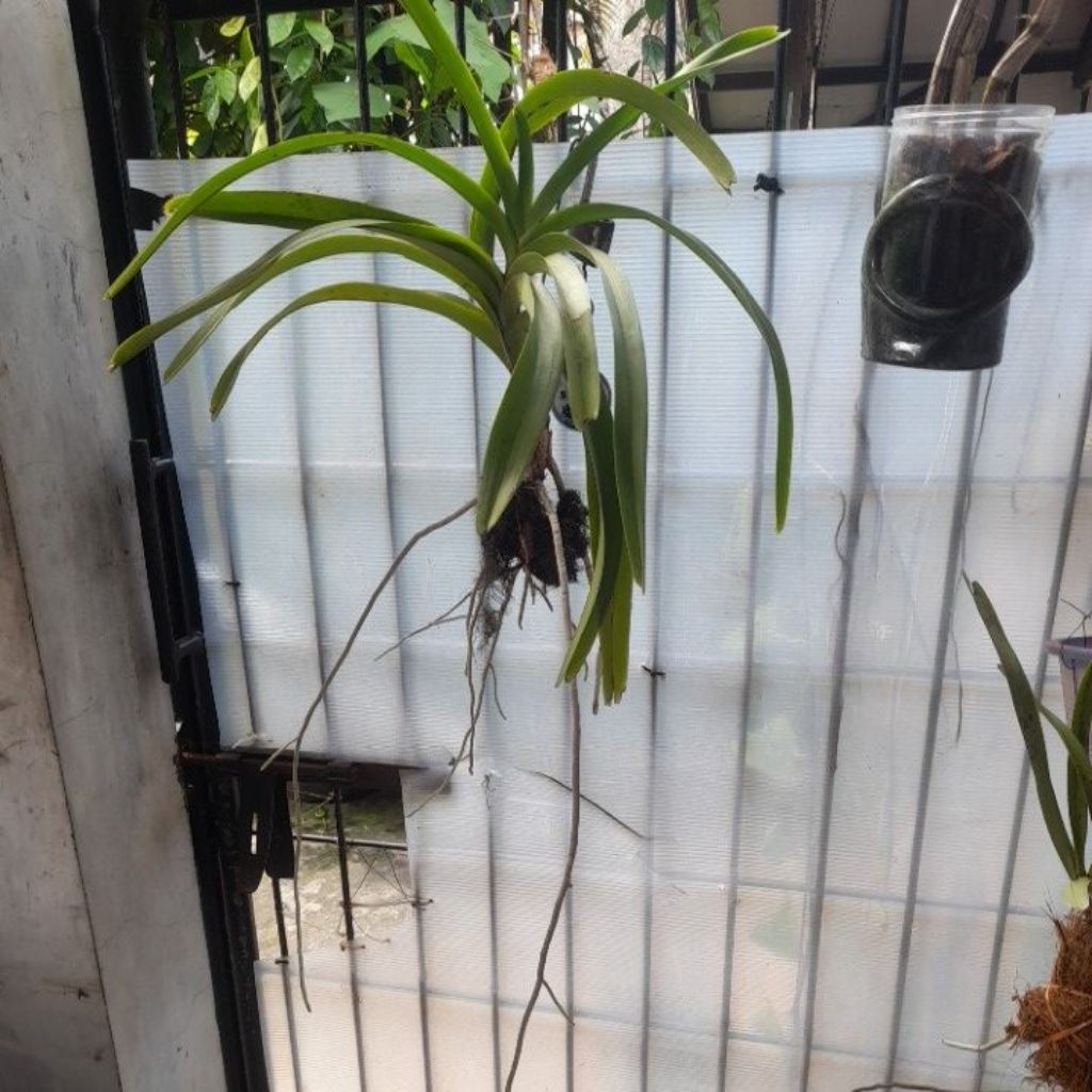 Anggrek Vanda Tricolor