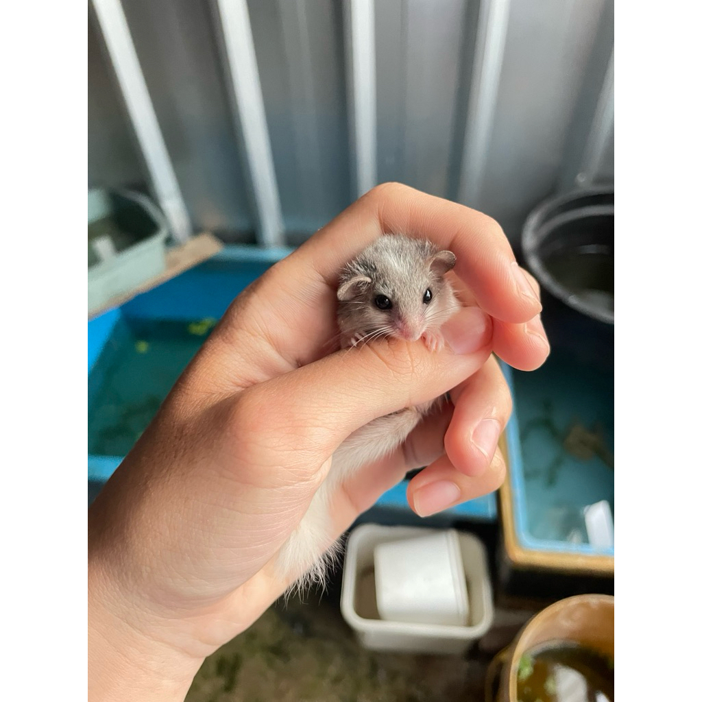 Baby African Pygmy Dormice