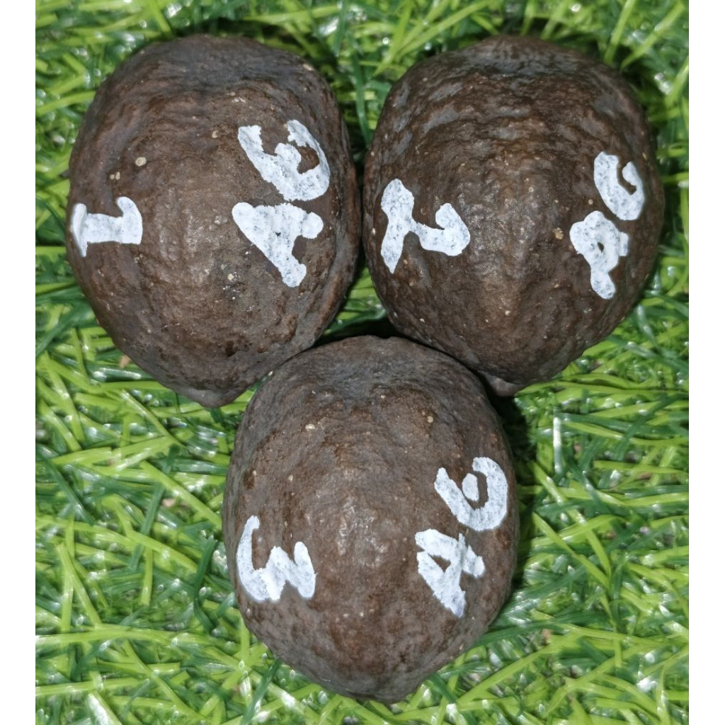 MUNCANG JABRA ANAK GOTIK x Yanti Manohara