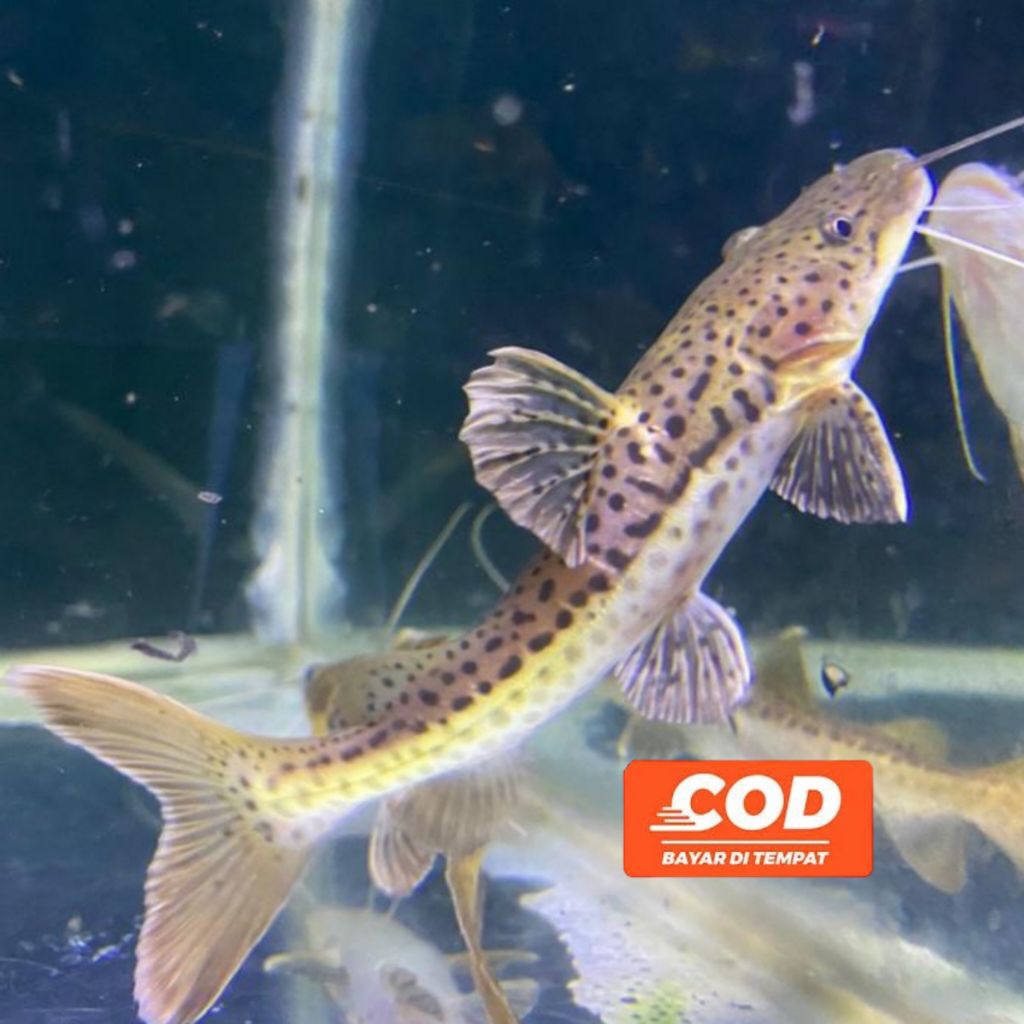 Ikan Predator Leopard Catfish Ikan Lele Amazon Tankmate Predator Motif Macan Tutul
