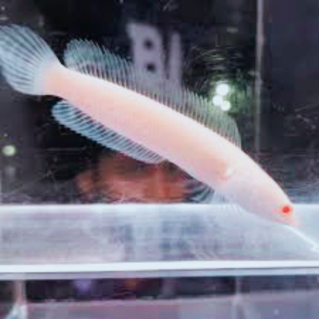 channa sriata albino mata merah full pelet 3-6cm bergaransi full se-Indonesia pakan hewan peliharaan