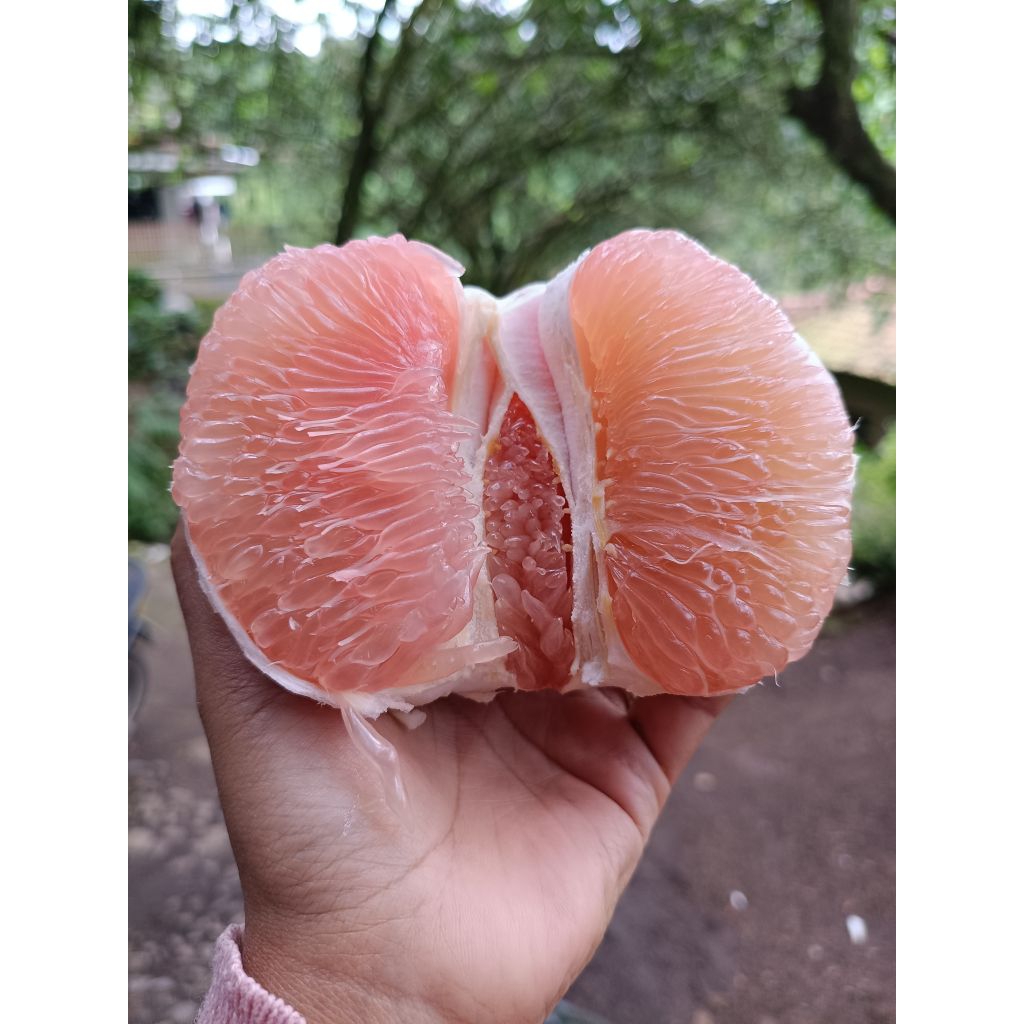 jeruk pamelo madu muria manis tanpa biji