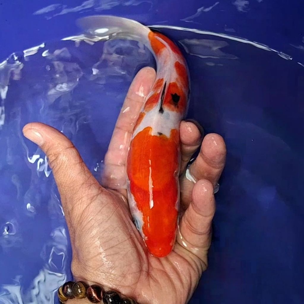 Ikan Koi Blitar Jenis Sanke / Rumah Koi Jakarta / kode 0026