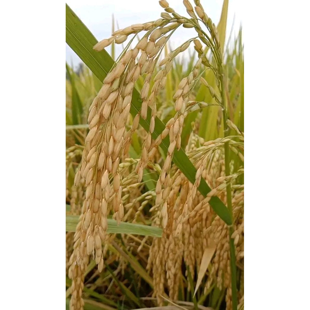 benih padi Inpari 6 jete kemasan 5kg kualitas unggul