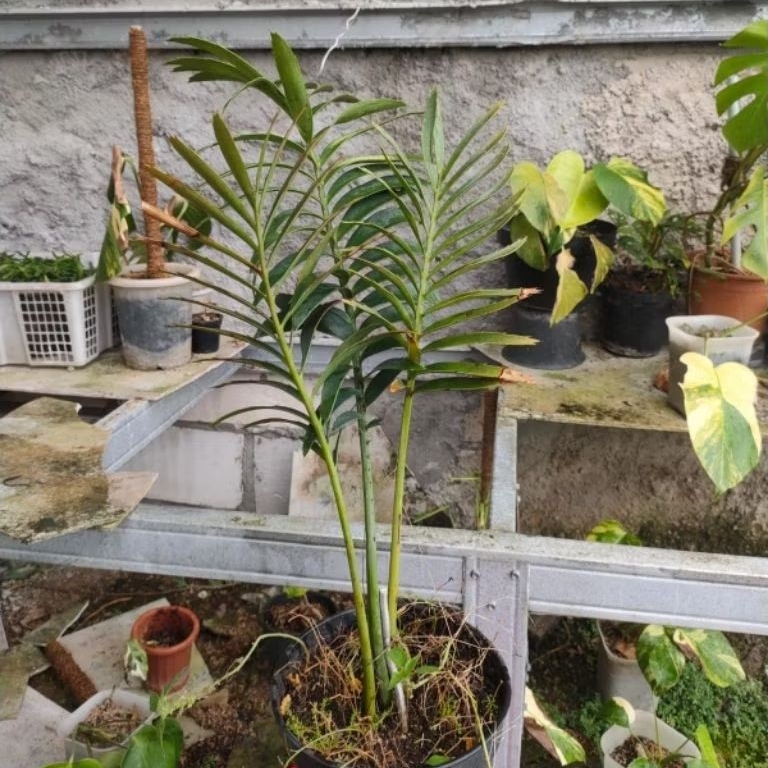 Tanaman Purba Encephalartos Sclavoi