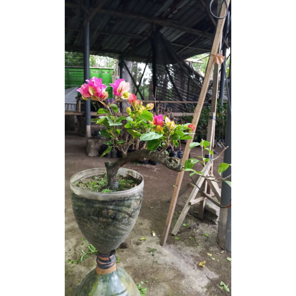 PROMO TANAMAN HIAS BUNGA BOUGENVILLE 3 - 4 ID WARNA GOLDEN ROW