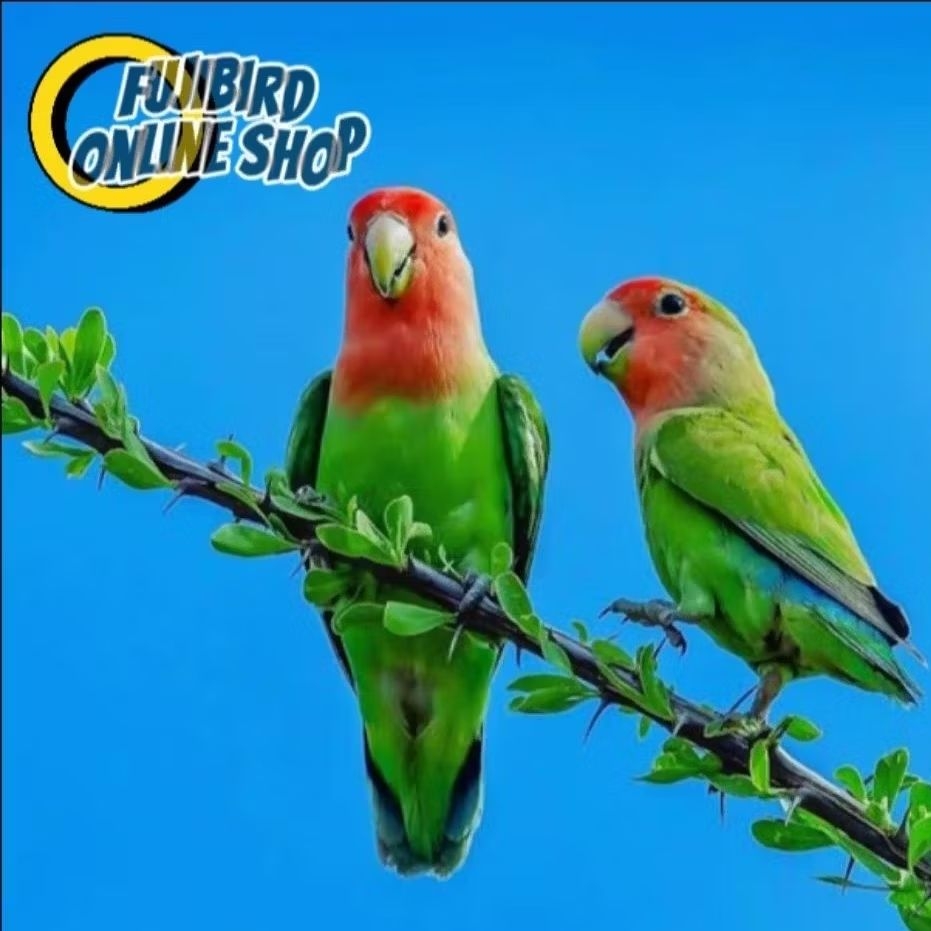 BURUNG LOVEBIRD NON KLEP SEPASANG PILIHAN AVIARY