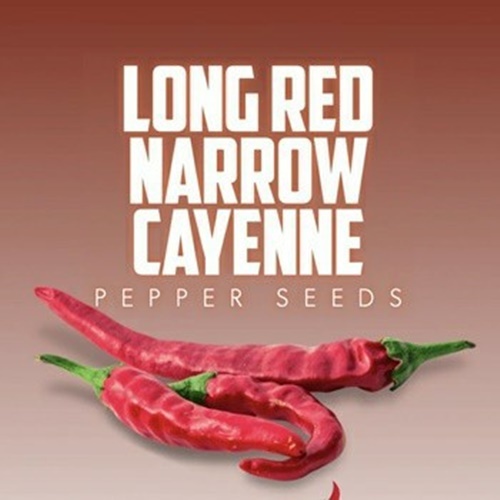 3 Biji Benih PEPPER Long Red Narrow Cayenne