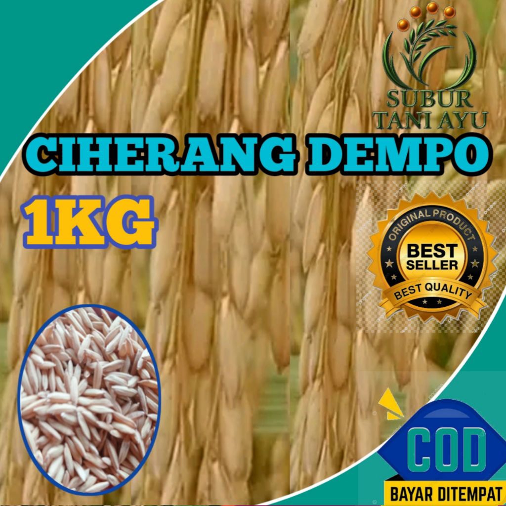 BENIH PADI CIHERANG DEMPO BERKUALITAS UNGGUL KEMASAN 1KG