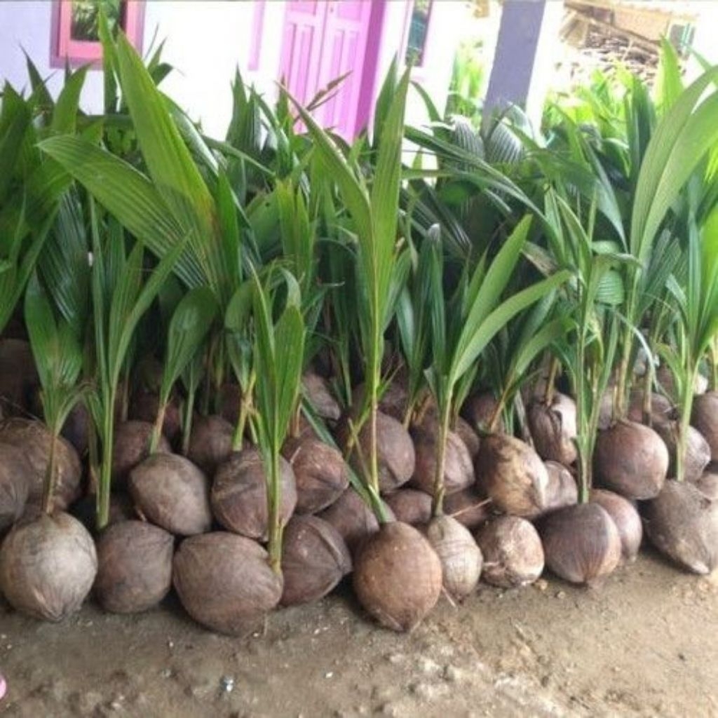 BIBIT KELAPA WULUNG HIJAU