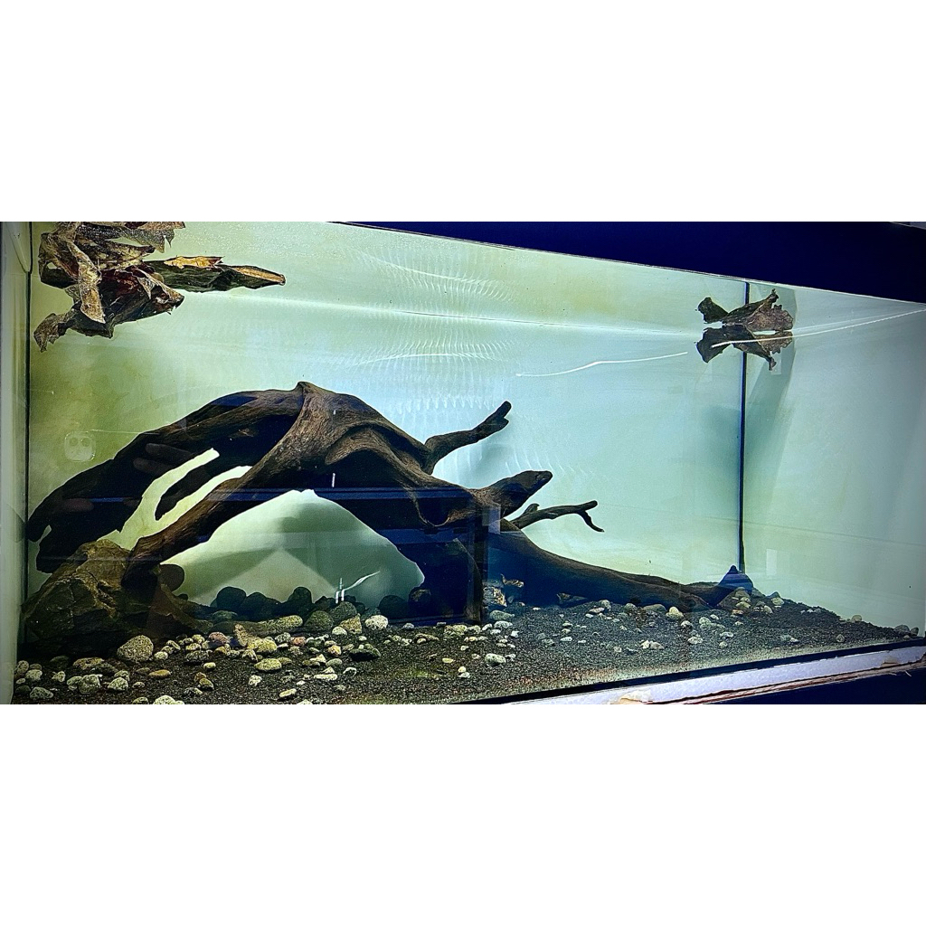 box baby auranti cb aquamikh