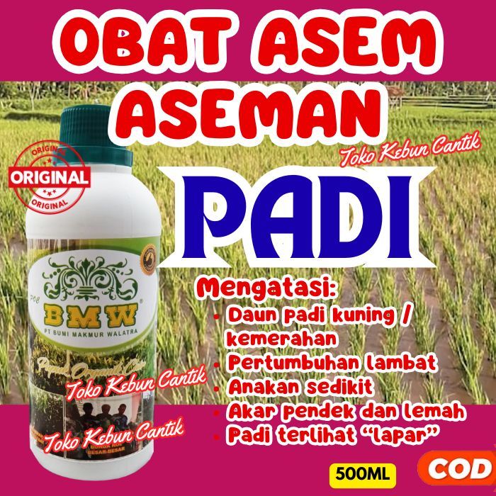 POC BMW Pupuk Organik Cair Padi | Sawah Rawa Asam Jadi Subur