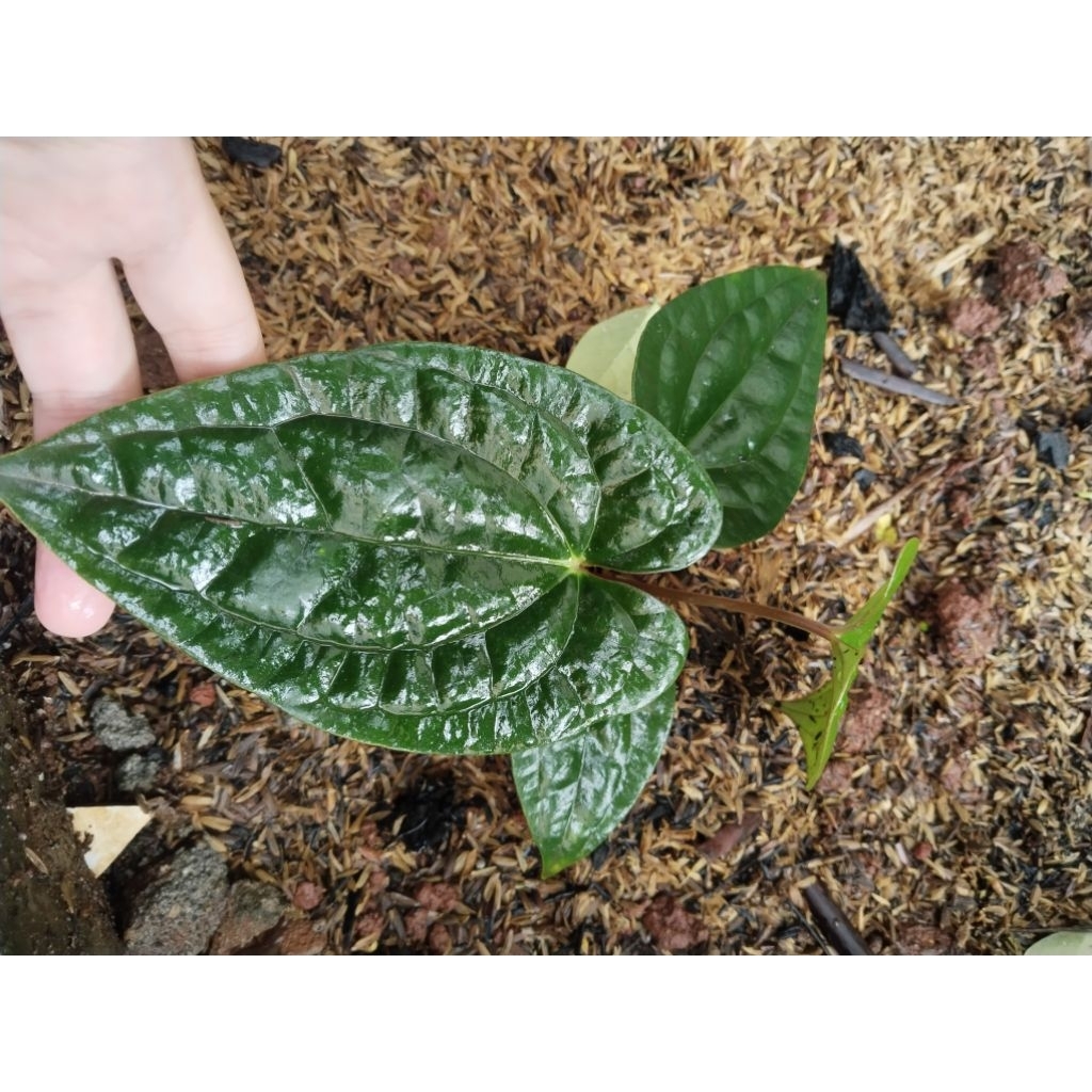 anthurium luxurian equador hybrid