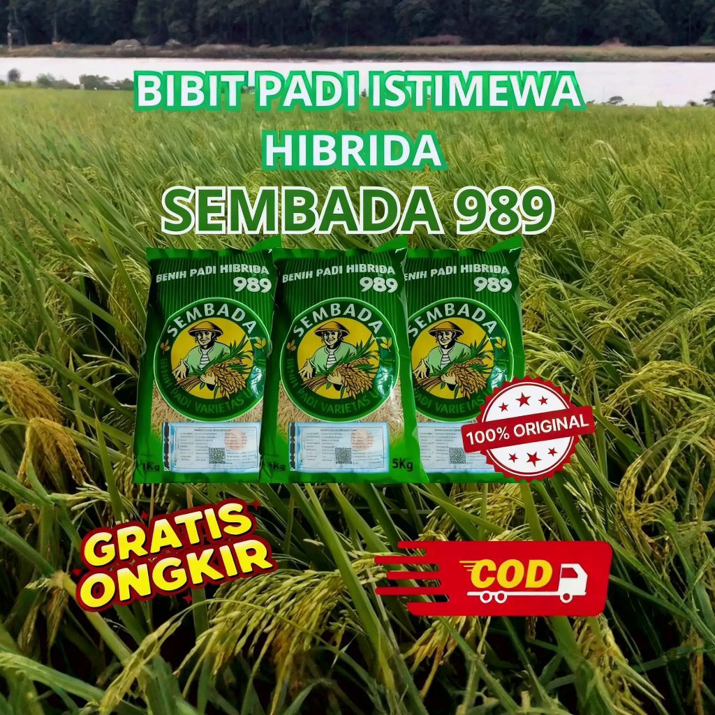 BIBIT PADI HIBRIDA F1 SEMBADA 989 ORIGINAL 100% KEMASAN 5 KILO