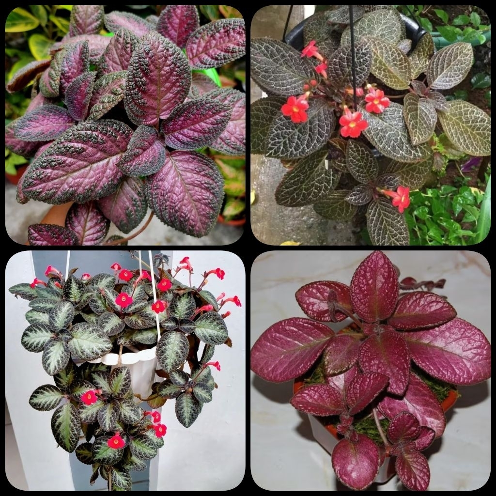 Tanaman Gantung • Episcia Strawberry • Episcia Coklat • Episcia Silver Sheen • Episcia Malayan Gem
