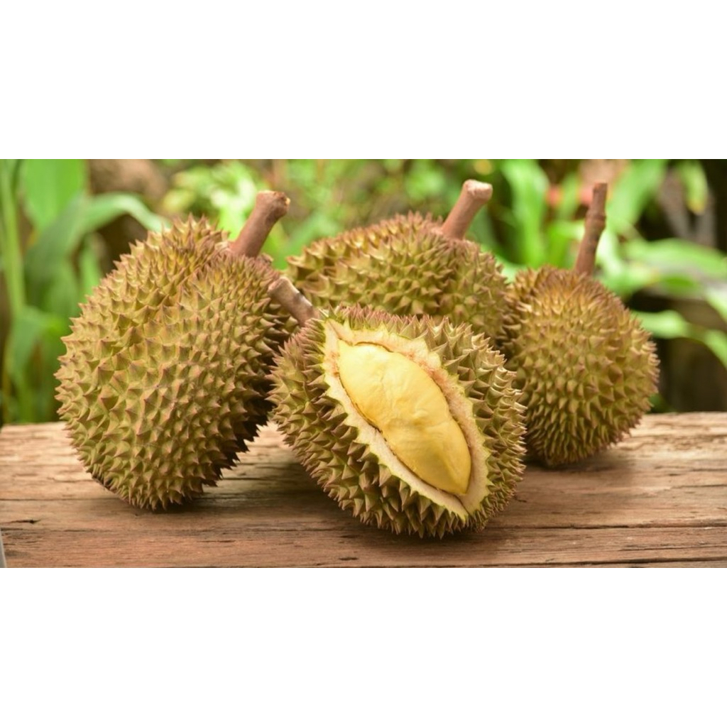 bibit durian montong, musangking, bawor, duri hitam