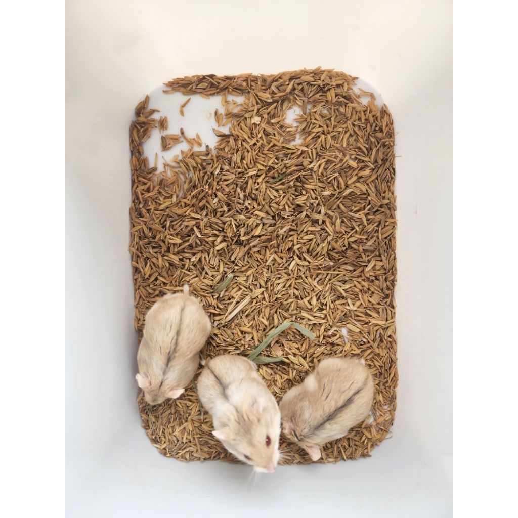 hamster Campbell anakan 1-2 bulan