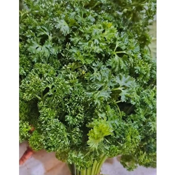 Sayur Parsley segar