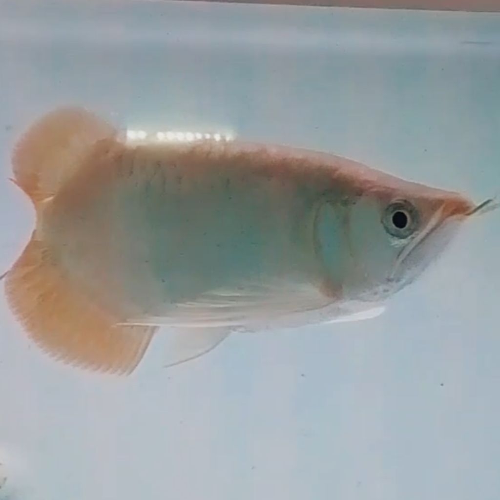 ikan Arwana Super Red SB Sort body  20cm