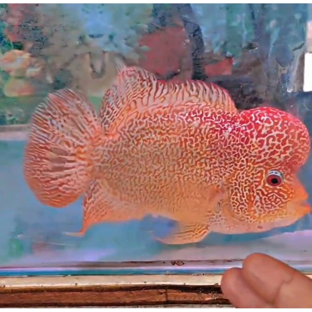 hiasan aquarium / louhan Cencu golden base size 20 cm up