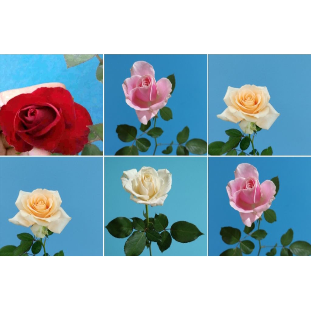 Bunga Hias Mawar Potong Holland warna warni BC Asli Fresh