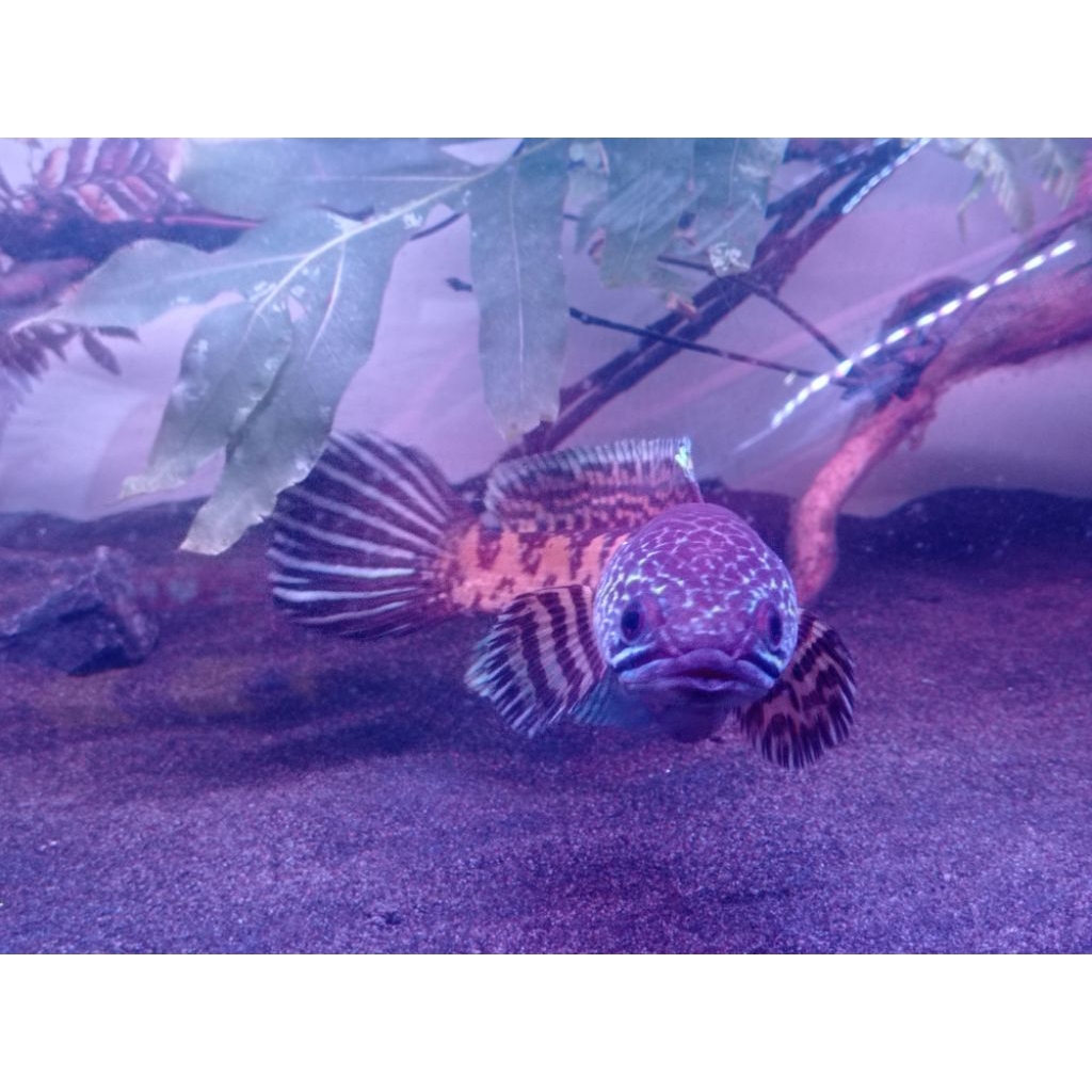 Channa Auranti Simet Rapih Display Lebaran 25cm