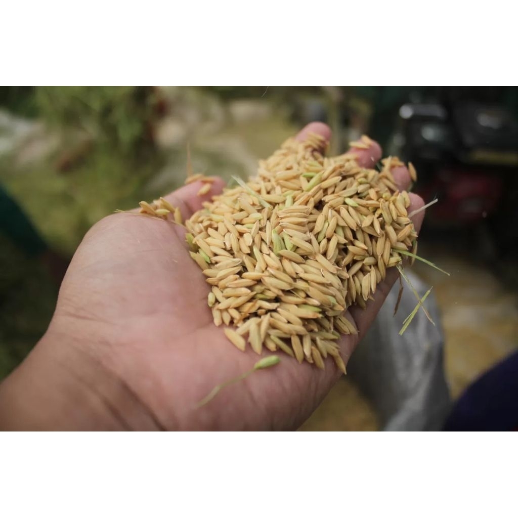 GABAH PADI PAKAN AYAM BURUNG 500 gram