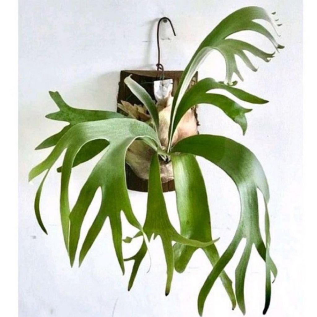 Tanaman Hias Platycerium Willinckii (Tanduk Rusa/Simbar Menjangan A1 + Media Papan Kipas)