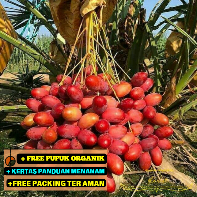 Bibit / Pohon Kurma Ajwa Arab Super Unggul ASLI