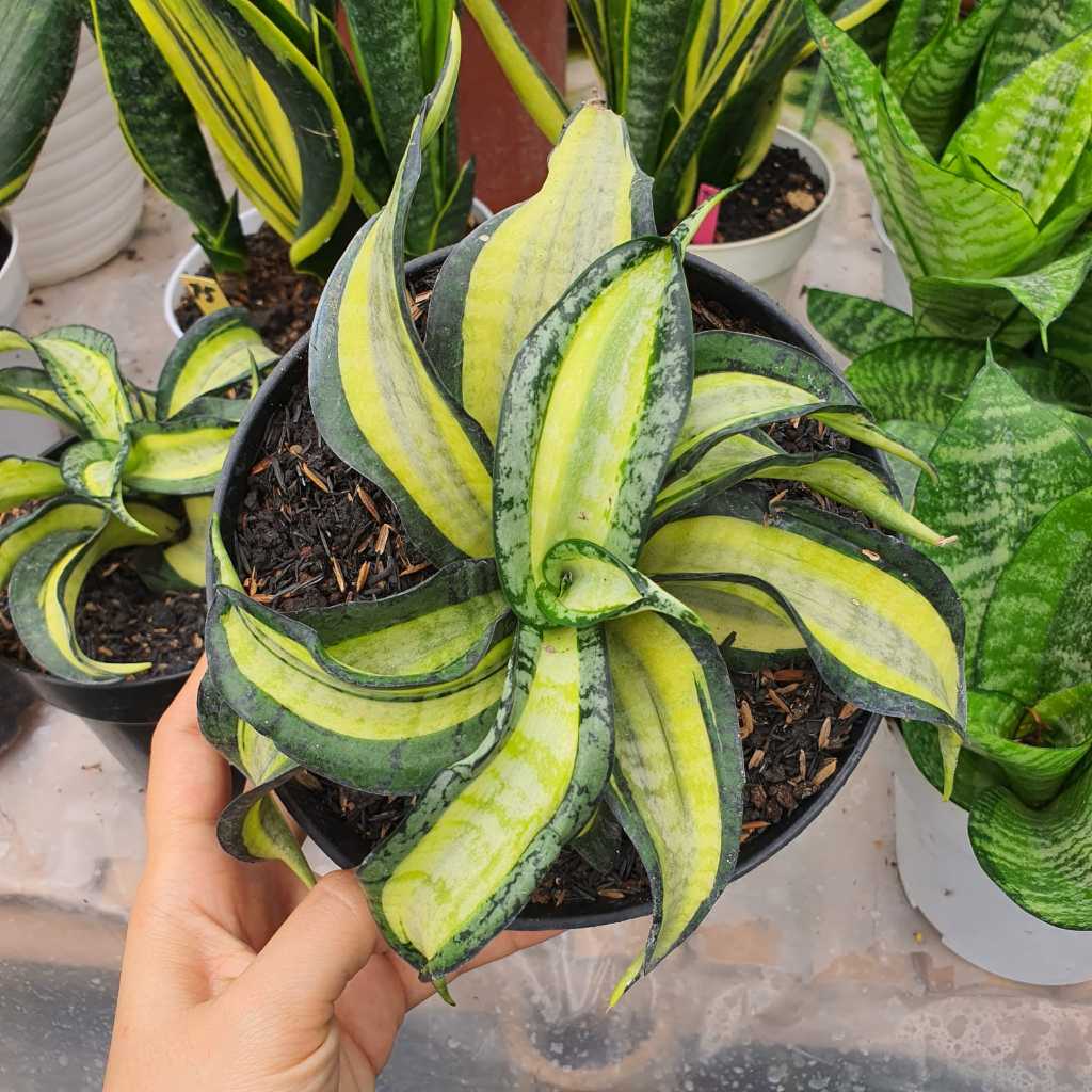 Sansevieria Trifasciata Golden Wendys Gold Wendy