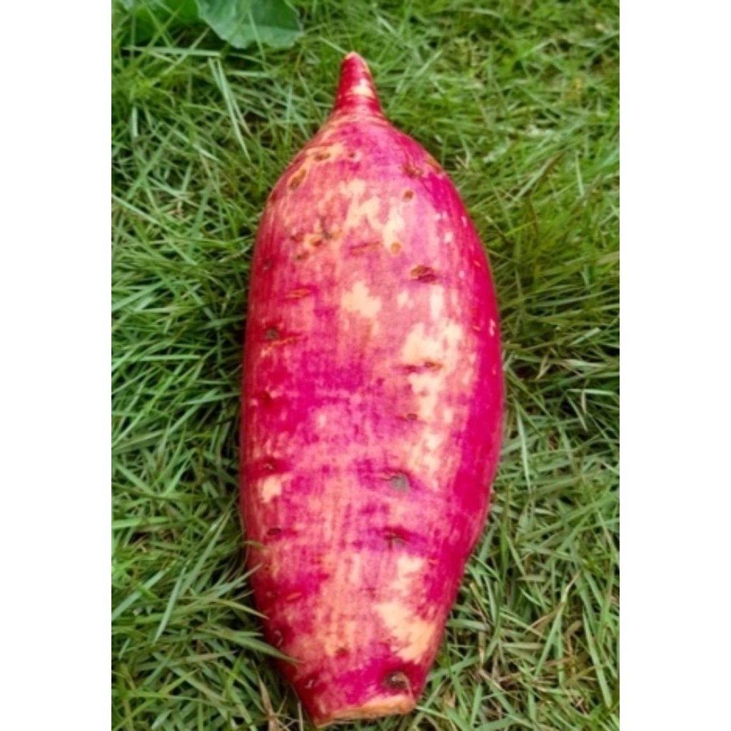 TO UBI MERAH PER PACK 1KG