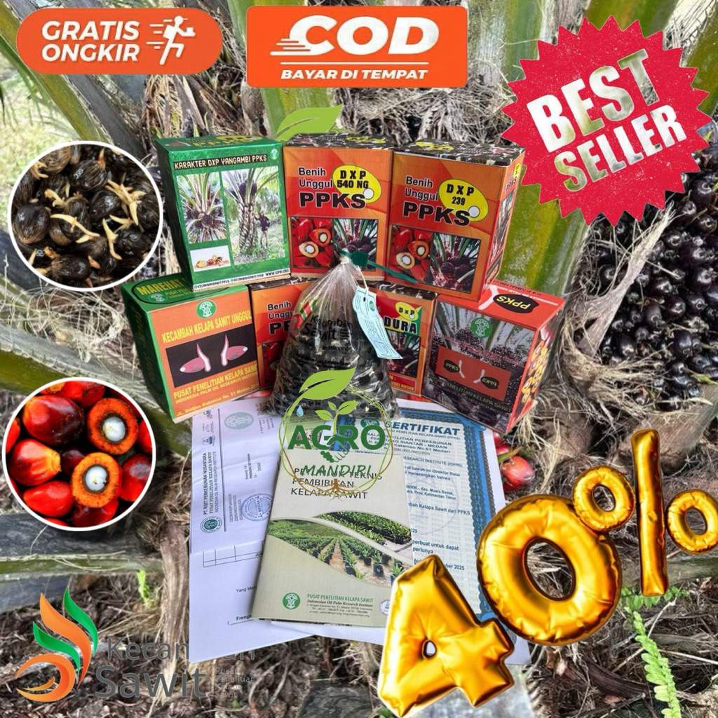 Kecambah Sawit PPKS 540NG MEDAN Unggul  Bersertifikat (250butir)