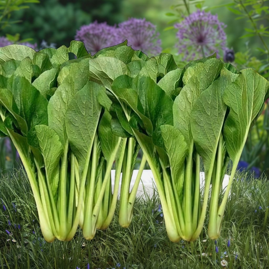 100 Biji Benih Sawi Caisim Benih Sawi Hijau