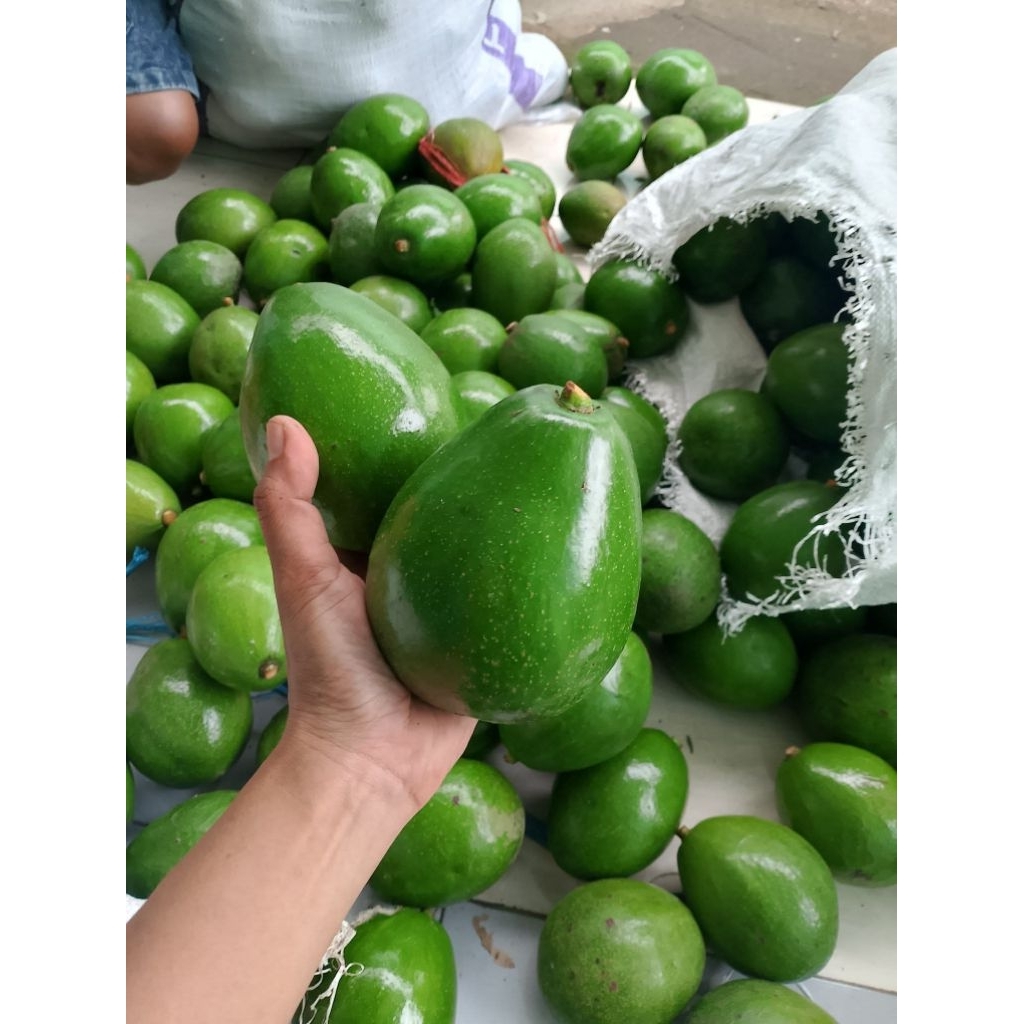 Alpukat Miki 1 kg isi 3 - 4