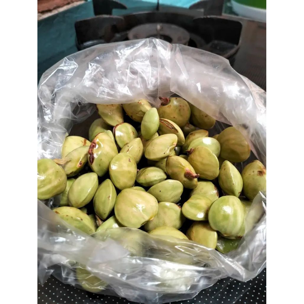 jengkol muda jengkol lalap murah untuk lalapan