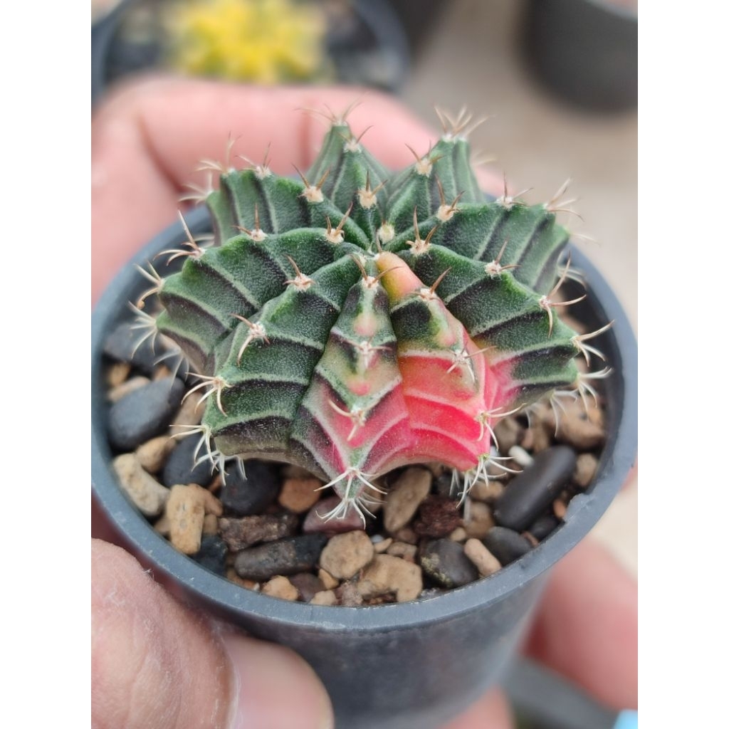 Lb hybrid varigata seedling