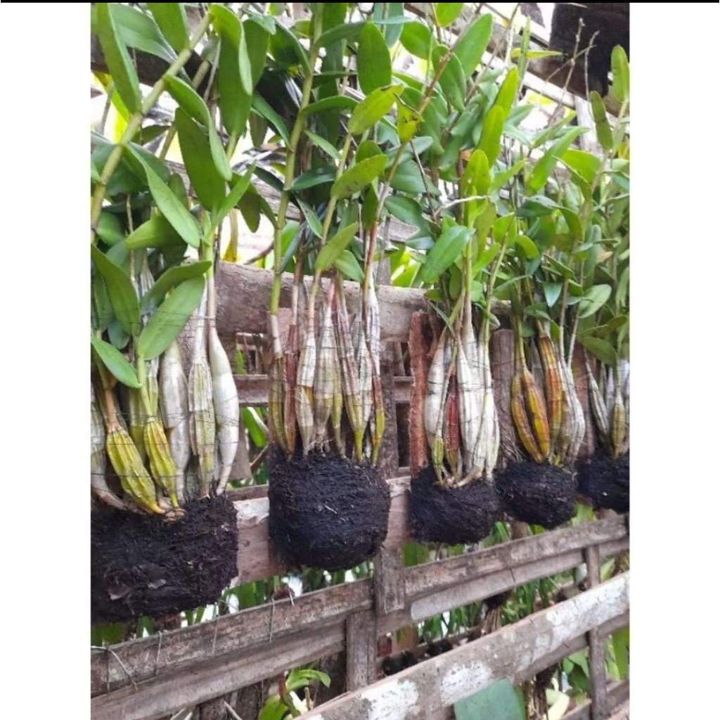 Anggrek Merpati Dewasa Jumbo Hidup Segar