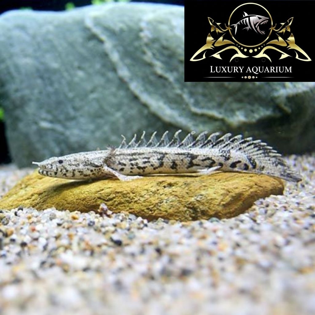 Palmas Endlicheri 8cm - Ikan Naga Predator