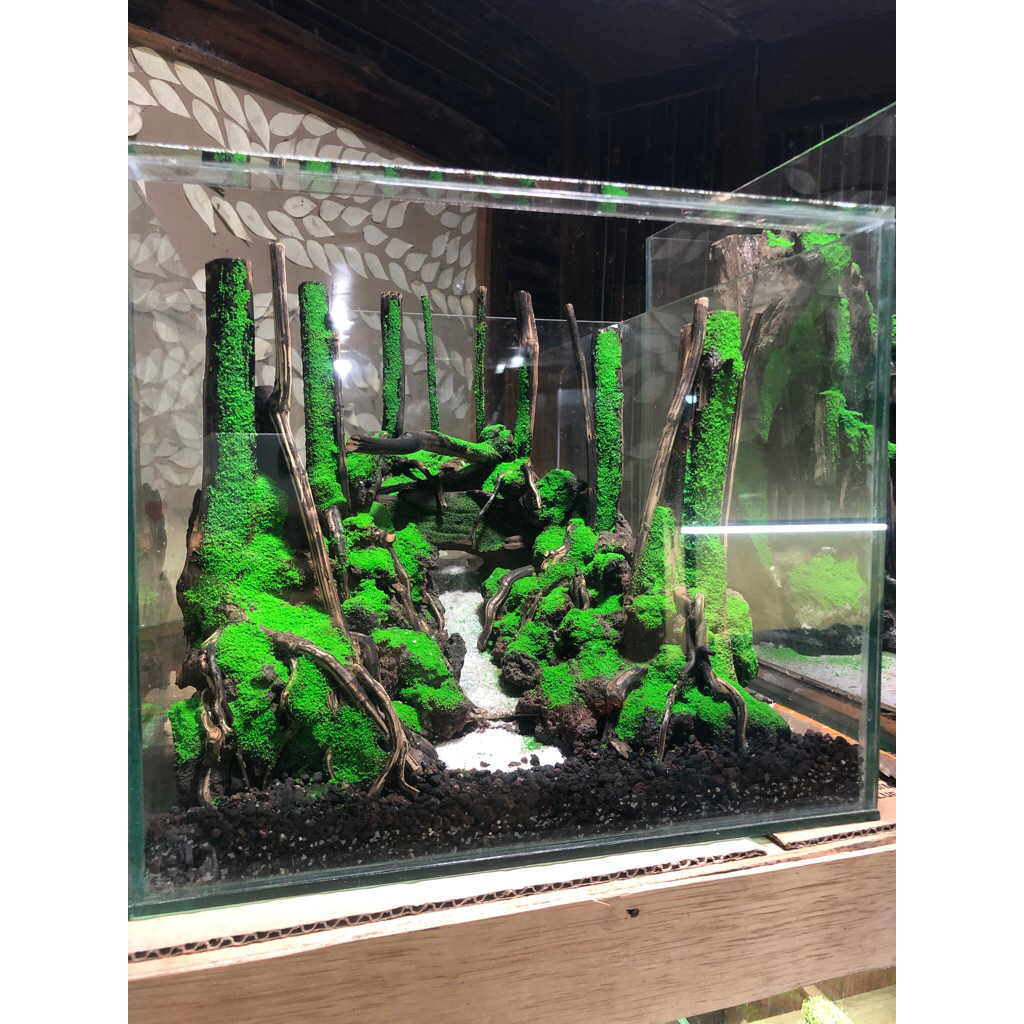 aquascape murah tema hutan size 30x30x25 cm fullset siap pandang tinggal isi air aj