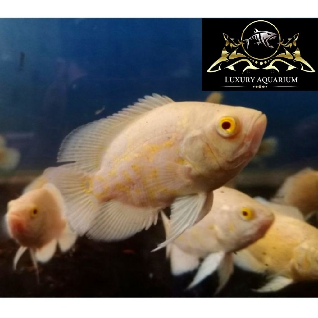 Oscar Tiger Albino 8cm - Ikan Predator Hias Aquarium