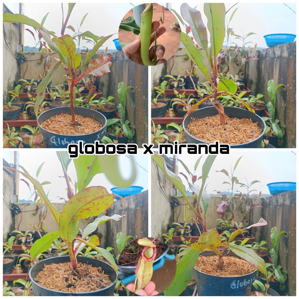 Nepenthes Globosa x Miranda | Kantong Semar | Tanaman Karnivora