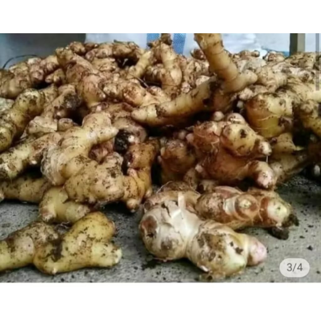 jahe emprit segar 1 kg.alami,aroma kuat,tanpa obat