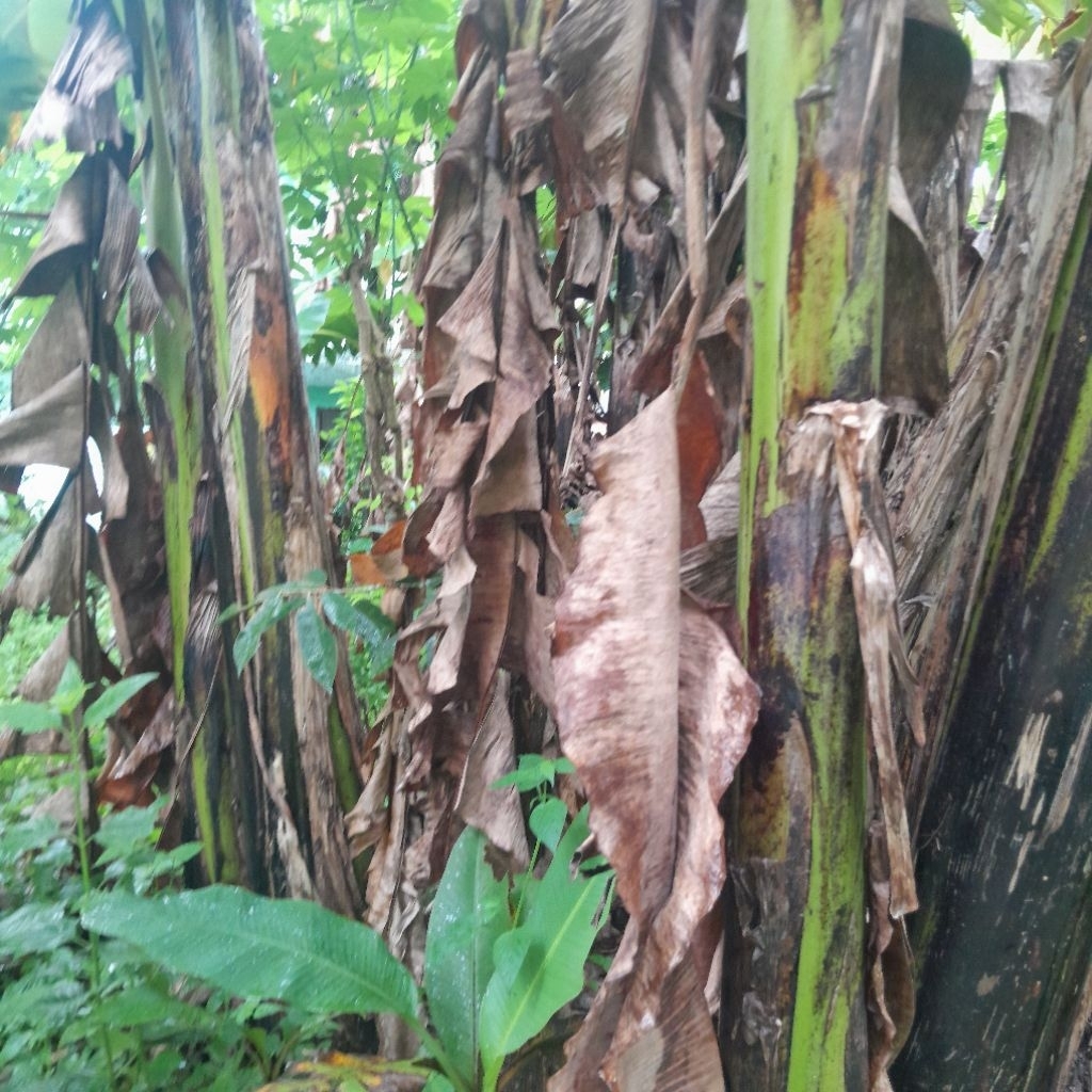 Klaras/DaunPisangKering