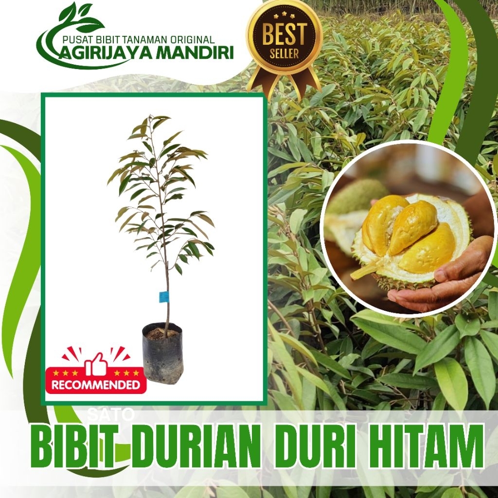 Bibit Durian Duri Hitam/Oche Hasil Okulasi Super Unggul Original 100% Pembibitan Agrijaya Mandiri