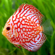 Ikan hias Discus Discuss Diskus Indukan Size Besar Siap Pajang Bagus Cantik Akuarium Aquascape