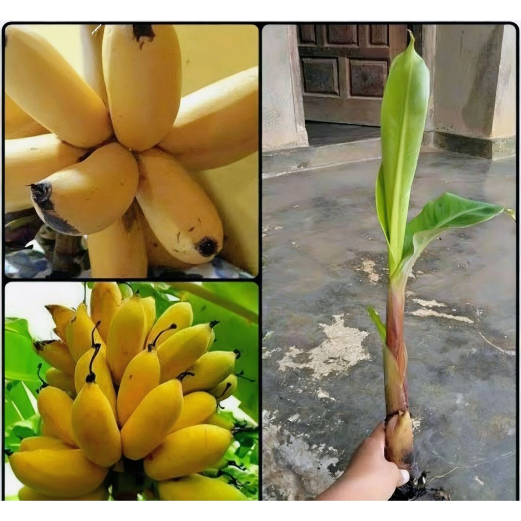Bibit Pohon Pisang Lampung